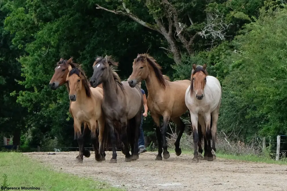 Mustangs